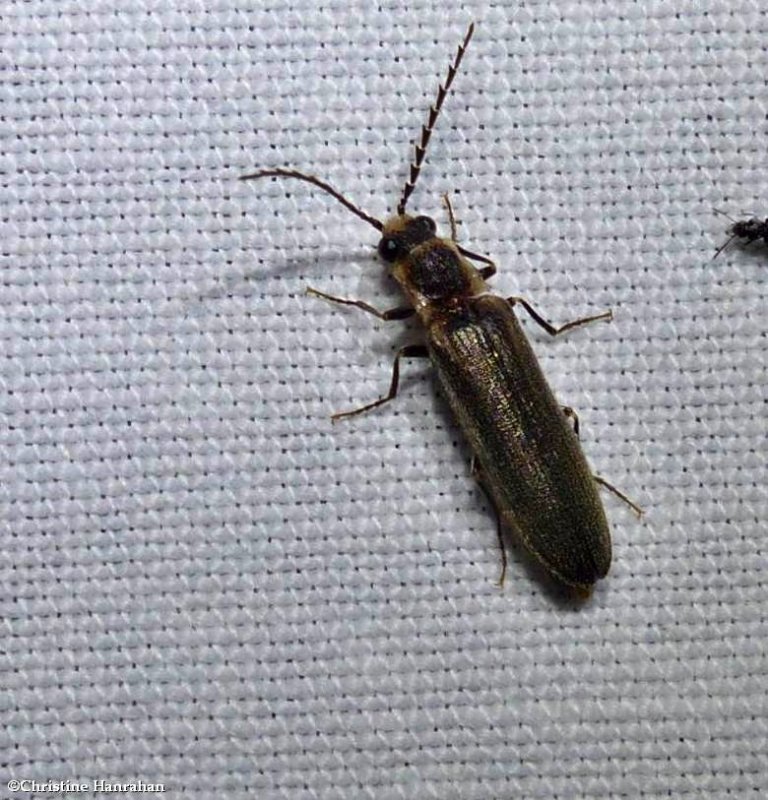 Toothed click beetle (Denticollis denticornis)