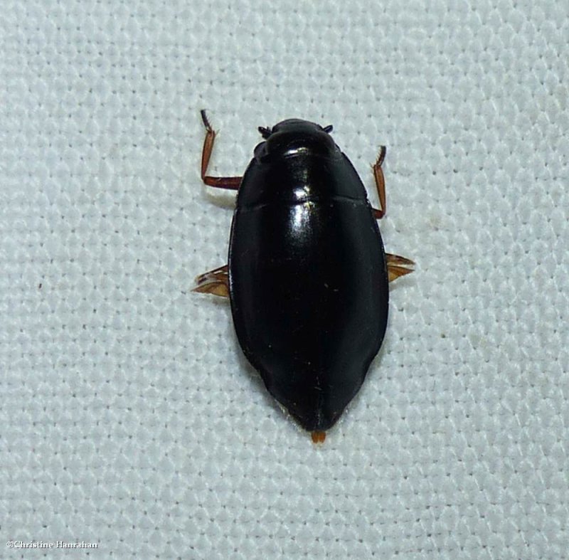 Whirligig beetle (Dineutus)