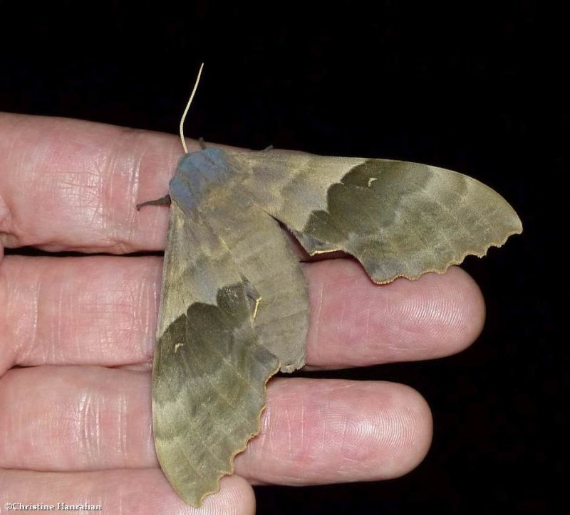 Modest sphinx moth  (Pachysphinx modesta), #7828