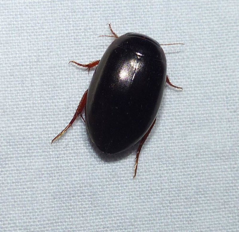 Predaceous diving beetle (Tribe-agabini) 