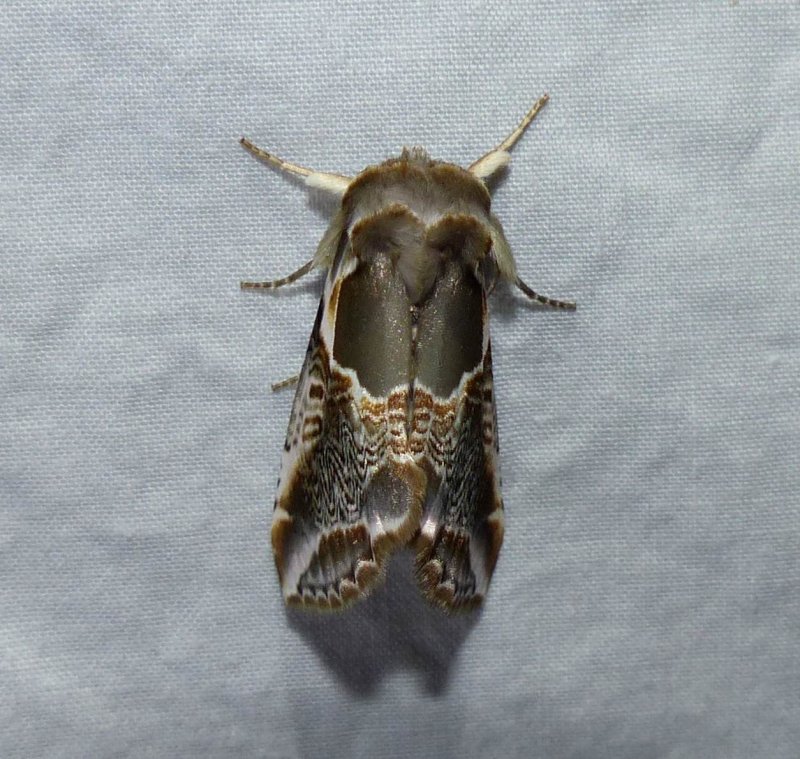 Lettered habrosyne moth  (Habrosyne scripta), #6235