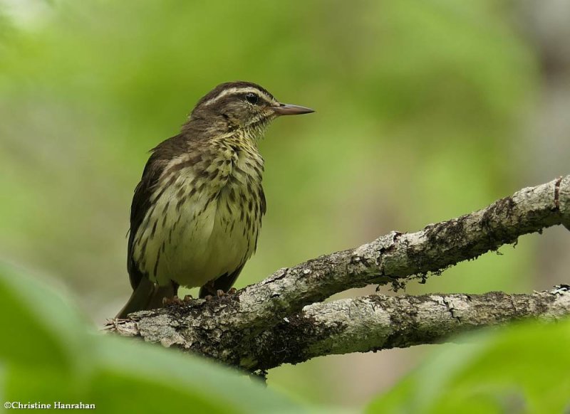 Northern waterthrush