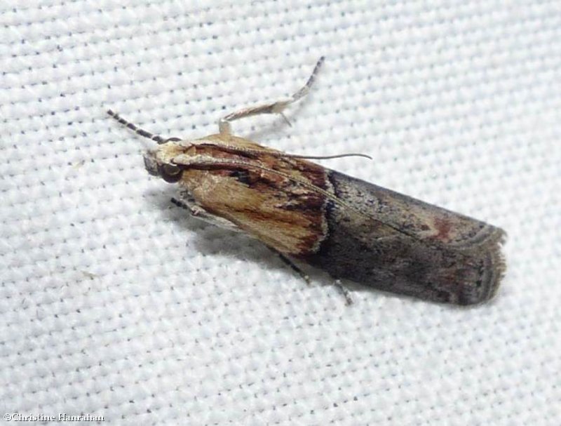 Yellow-shouldered leafroller moth  (Sciota basilaris), #5799