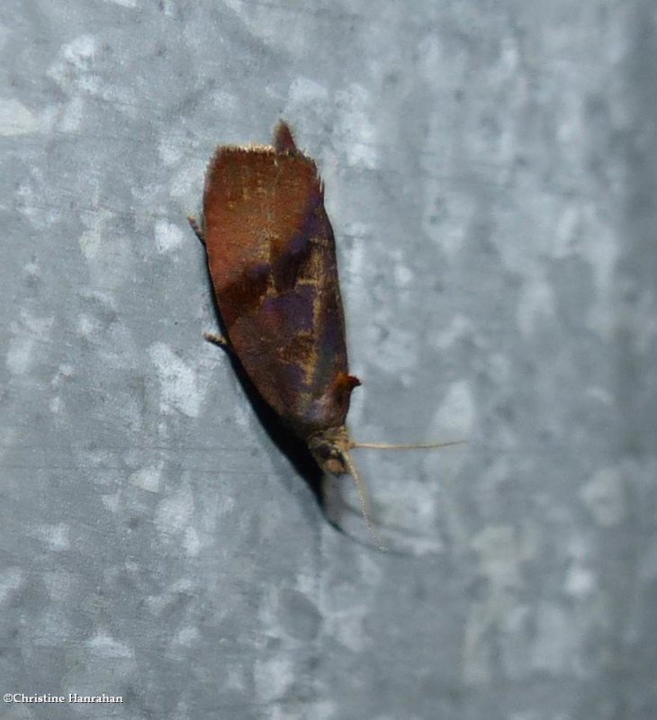 Spirea leaftier moth  (Evora hemidesma), #2866
