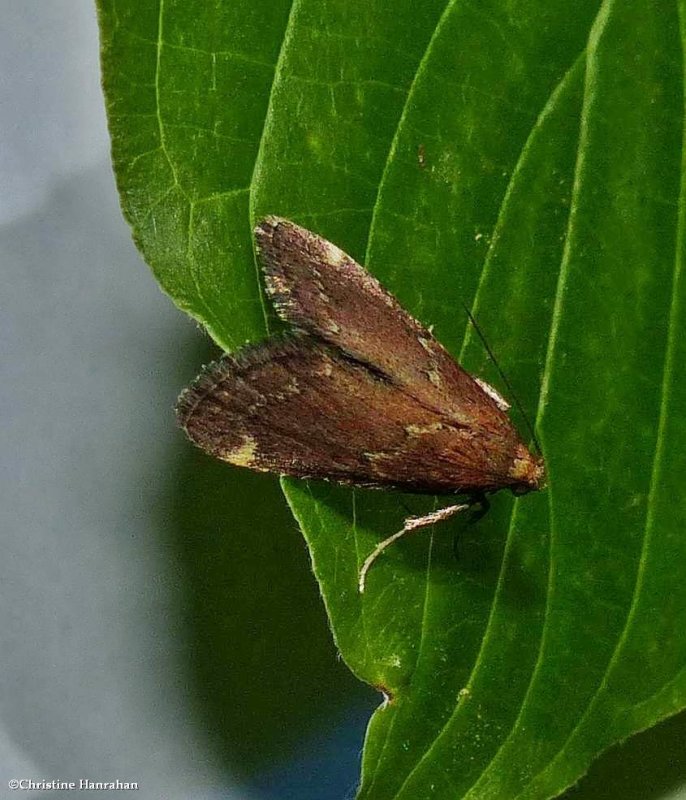 Red-shawled moth  (Hypsopygia intermedialis),  #5526