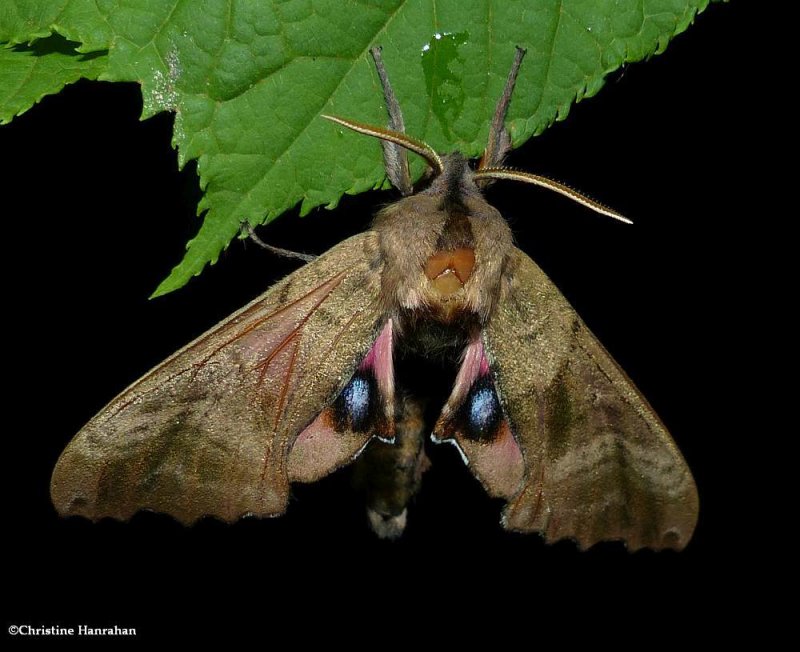 Blinded sphinx moth   (Paonias excaecata), #7824
