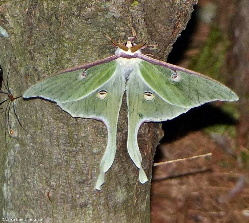 Luna moth (Actias luna), #7758