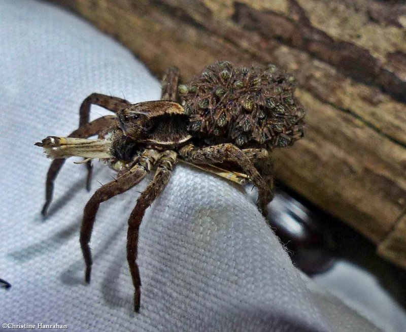 Wolf spider and spiderlings