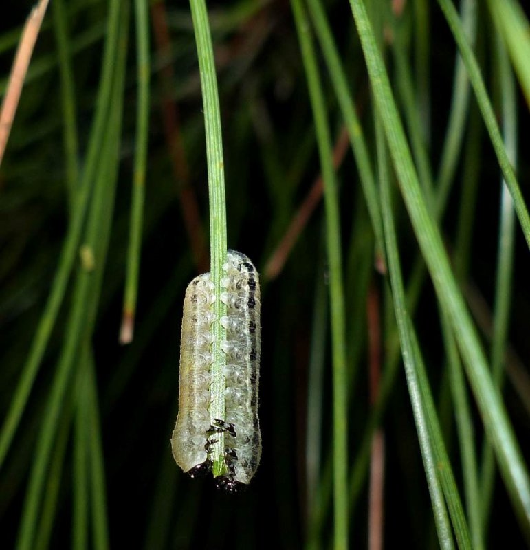 European Pine sawfly larvae (Neodiprion sertifer)