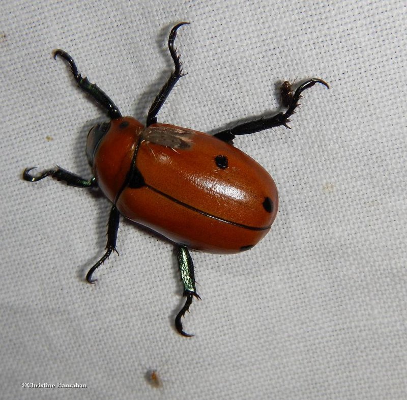 Spotted pelidnota beetle (Pelidnota punctata)