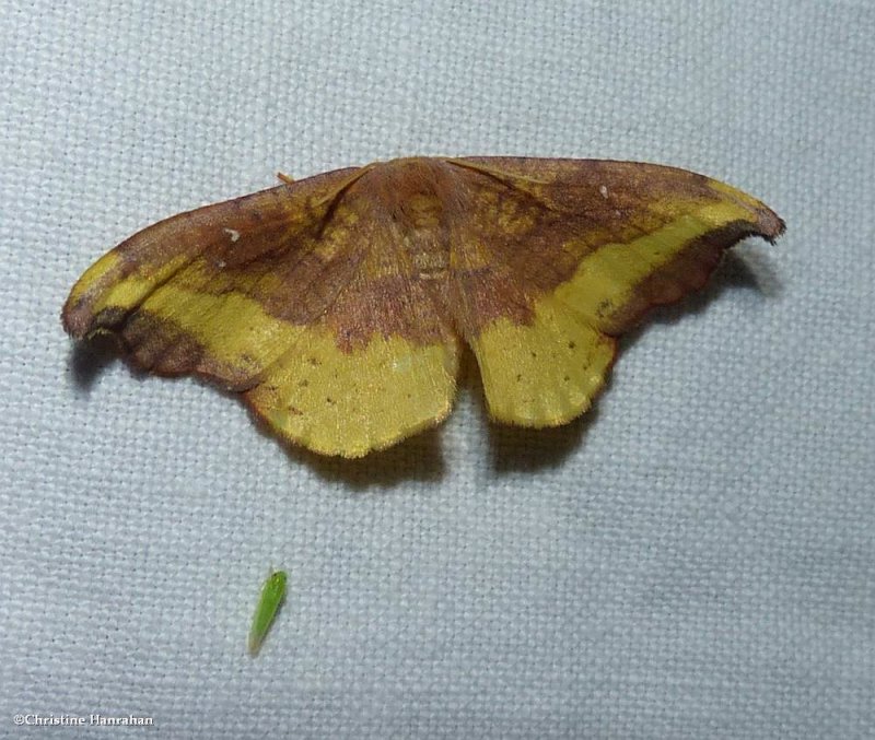 Rose hooktip moth ( Oreta rosea), #6255