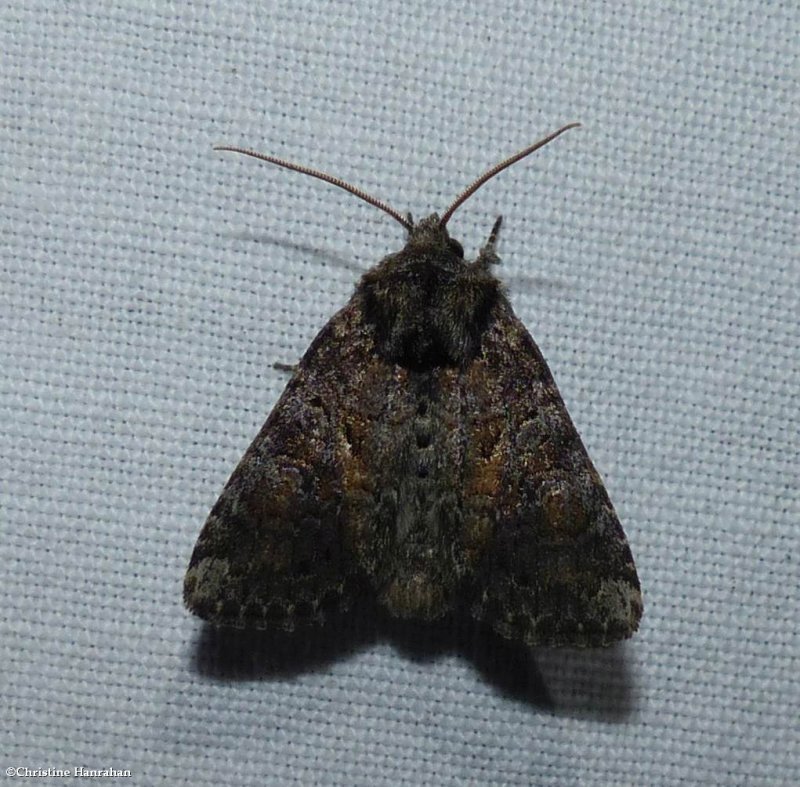 Disparaged arches moth  (Orthodes detracta), #10288