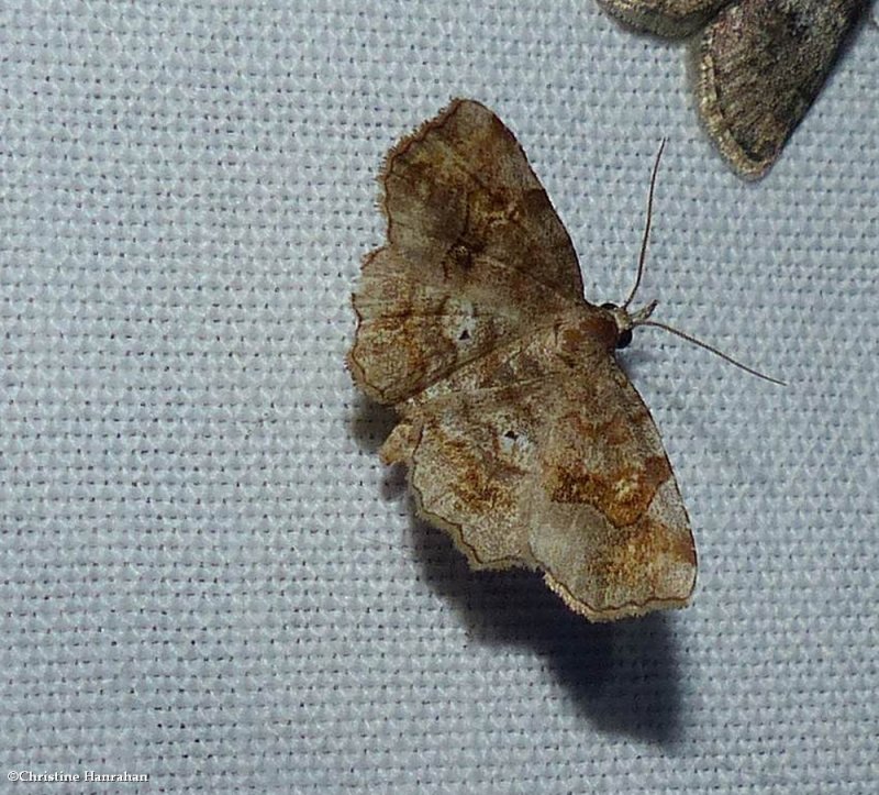 Decorated owlet moth  Pangrapta decoralis), #8490