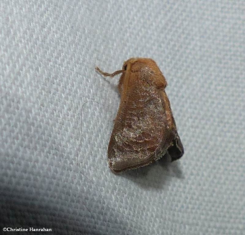 Crowned slug moth  (Isa textula), #4681