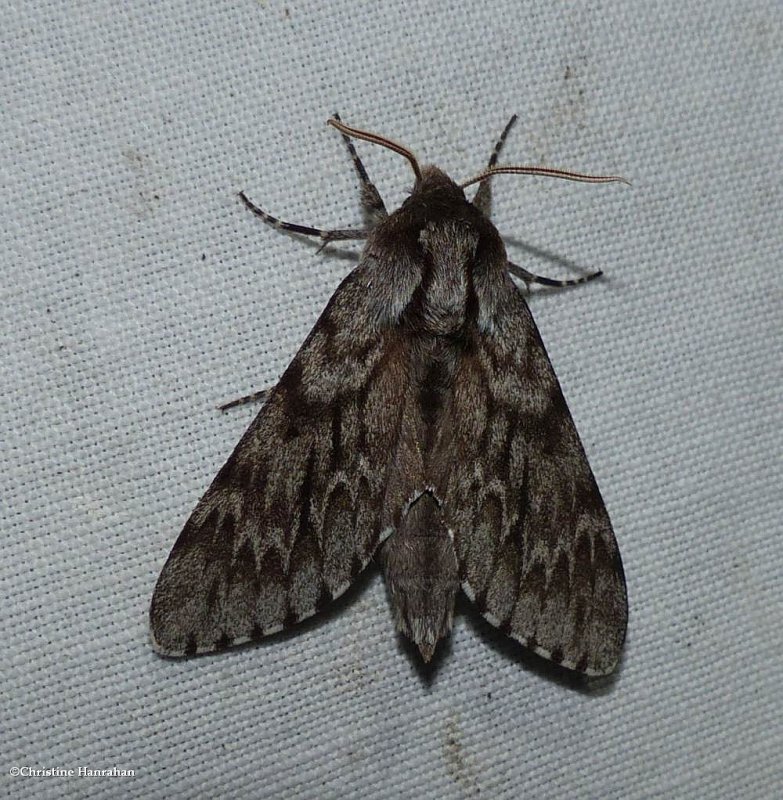 Northern pine sphinx moth  (Lapara bombycoides), #7817