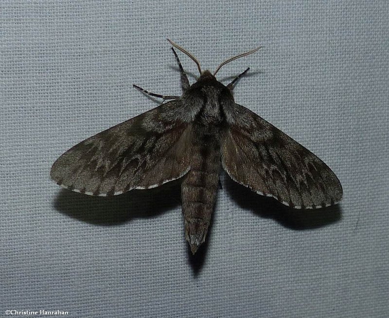 Northern pine sphinx moth  (Lapara bombycoides), #7817