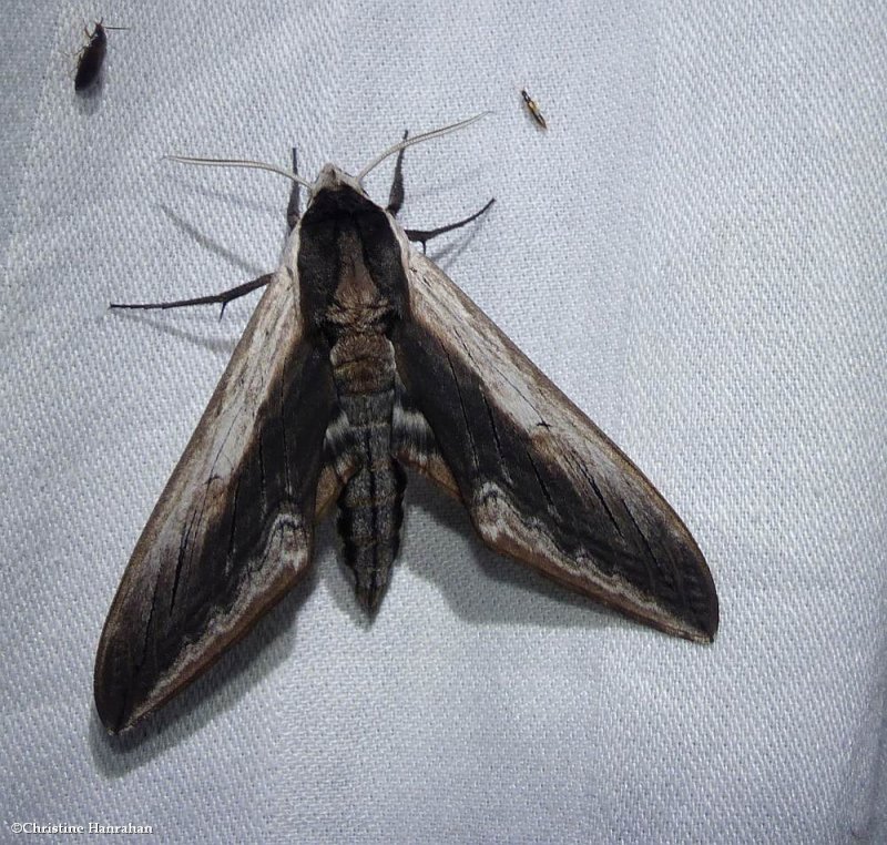 Wild cherry sphinx moth  (Sphinx drupiferarum), #7812