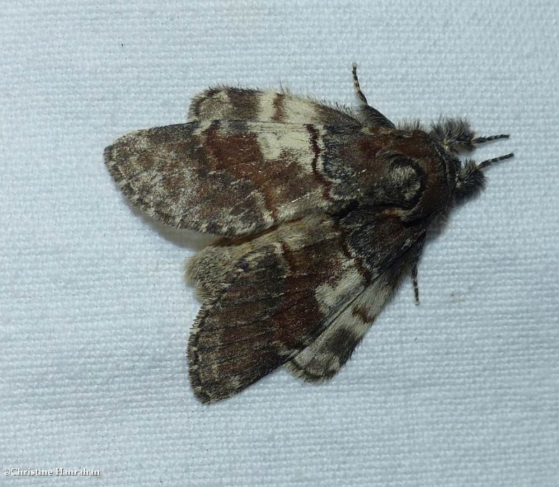 Chocolate prominent moth  (Peridea ferruginea),  #7921