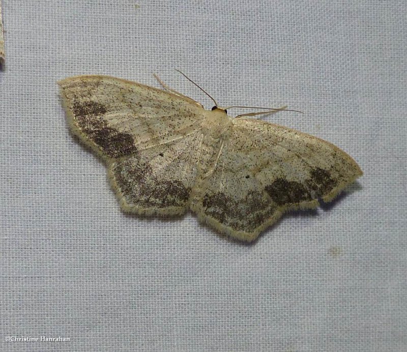 Large lace border moth (Scopula limboundata), #7159