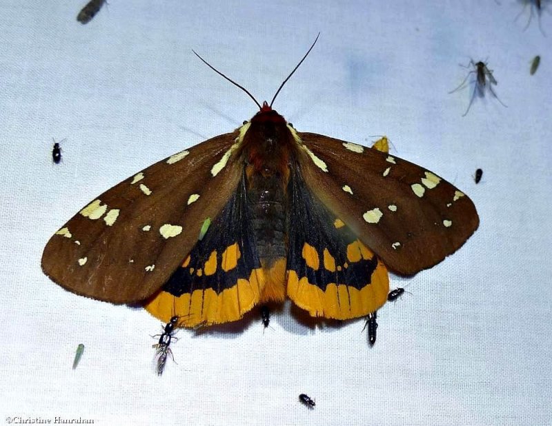 St. Lawrence tiger moth  (Arctia parthenos), #8162