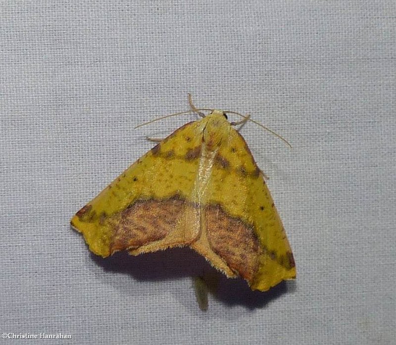 Sharp-lined yellow moth  (Sicya macularia), #6912