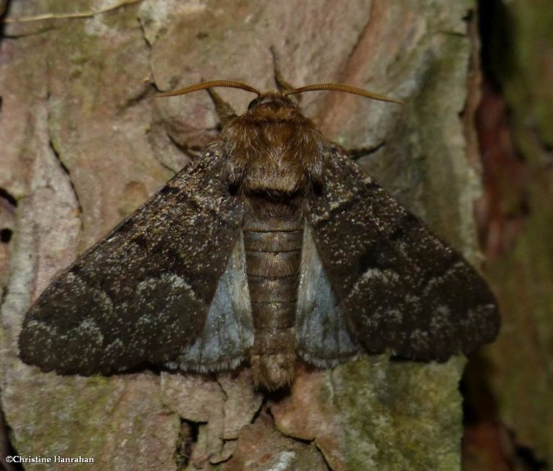 Eastern panthea moth,  melanistic form  (Panthea furcilla),   #9182