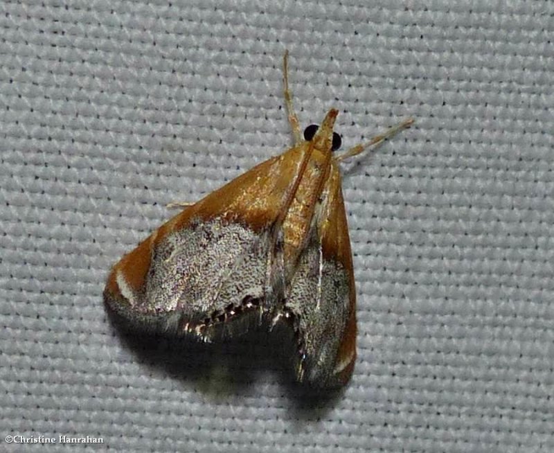 Sooty-winged chalcoela moth (Chalcoela iphitalis), #4895