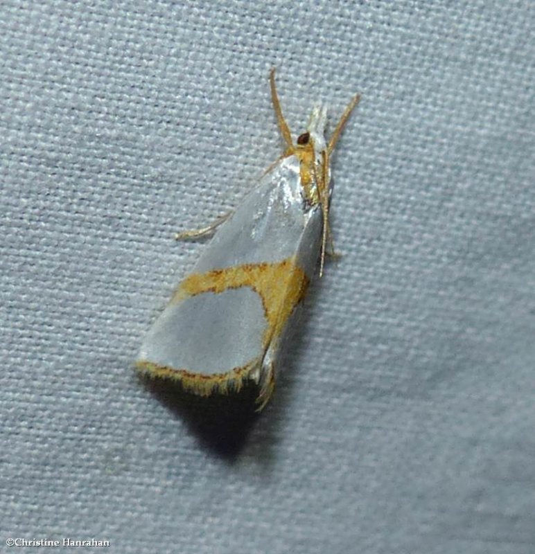 Curve-lined vaxi moth  (Vaxi auratella), #5465