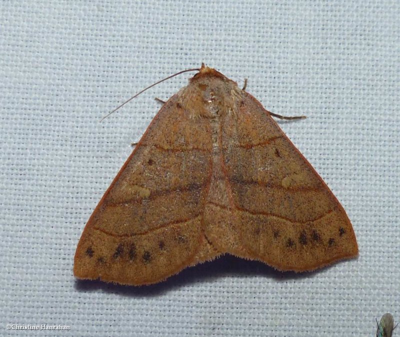 Red-lined panopoda moth (Panopoda rufimargo), #8587