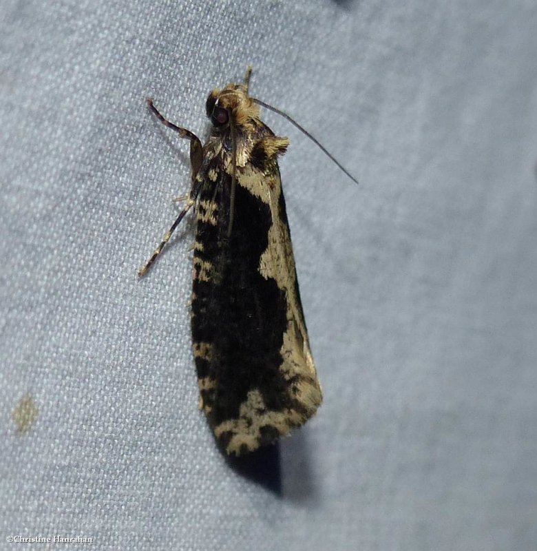 Scardia anatomella moth (Scardia anatomella), #0311