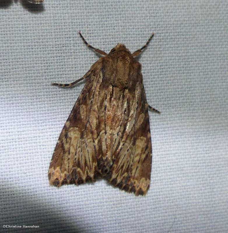 Wood-coloured apamea moth  (Apamea lignicolora), #9333