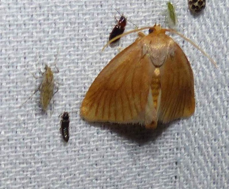 Abbreviated button slug moth (Tortricidia flexuosa), #4654
