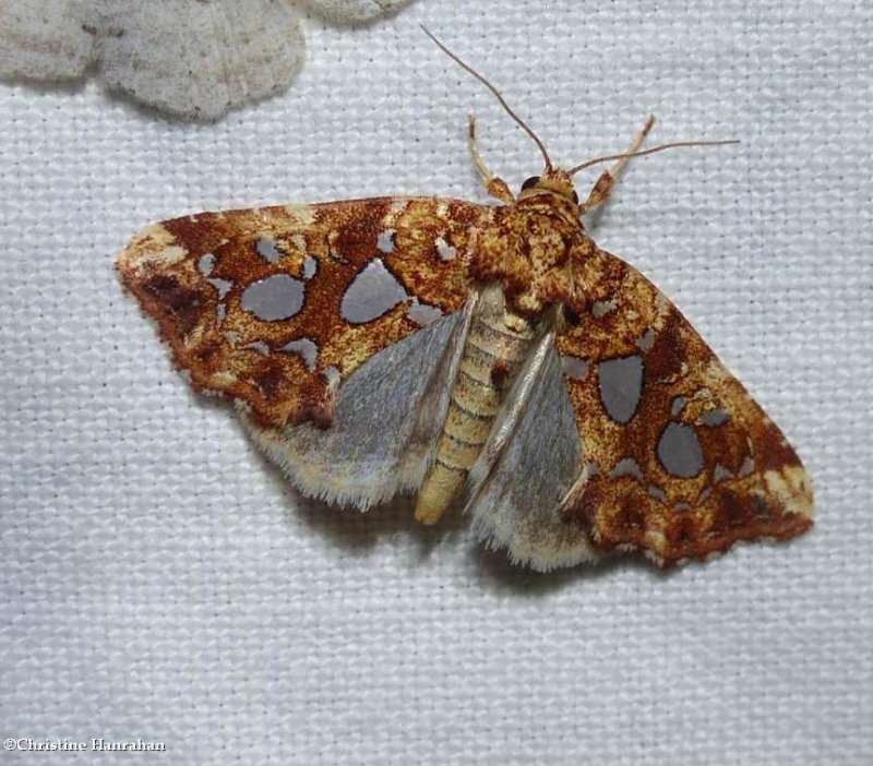 Silver-spotted fern moth  (Callopistria cordata), #9633