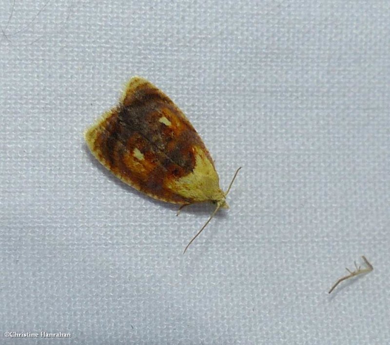 Blueberry leaftier moth  (Acleris curvalana), #3504 