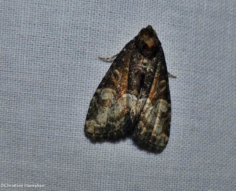 Noctuid moth (Neoligia subjuncta), #9412