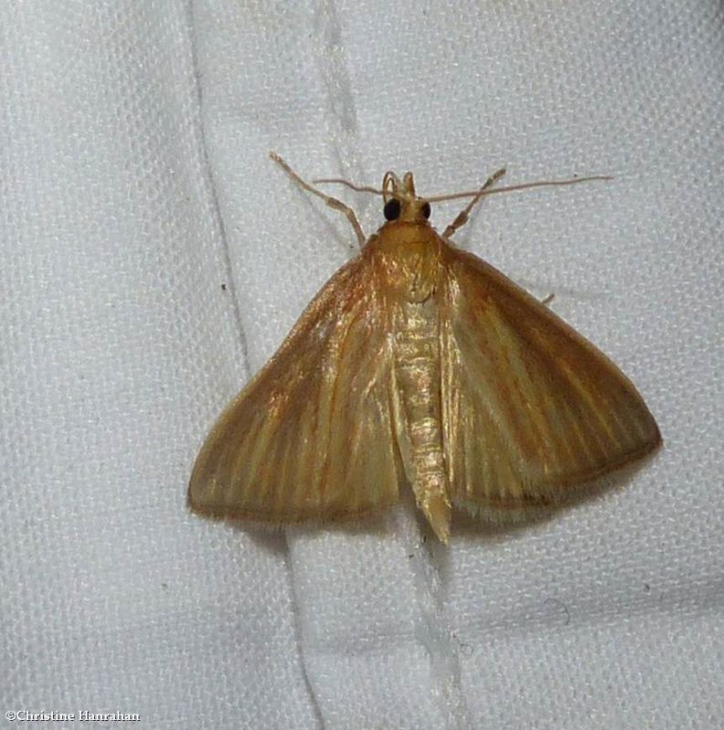 Streaked orange moth  (Nascia acutellus), #4937