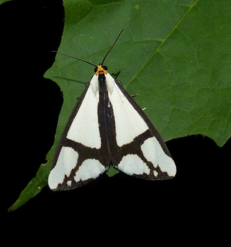 The neighbour moth (Haploa contigua), #8110
