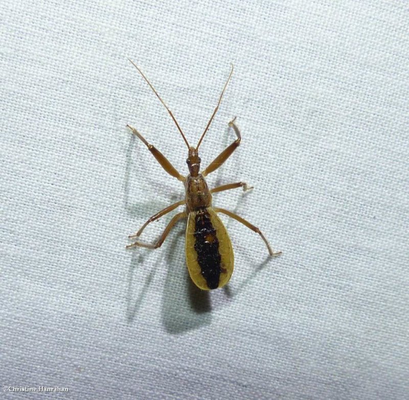 Assassin bug (Fitchia aptera)