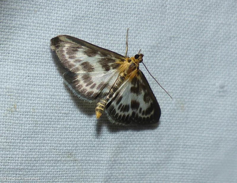 Small magpie moth   (Anania hortulata), #4952