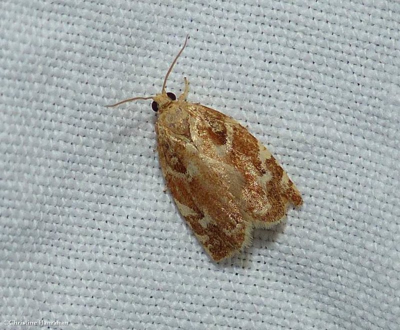 Oak leafroller moth  (Archips semiferana),   #3653