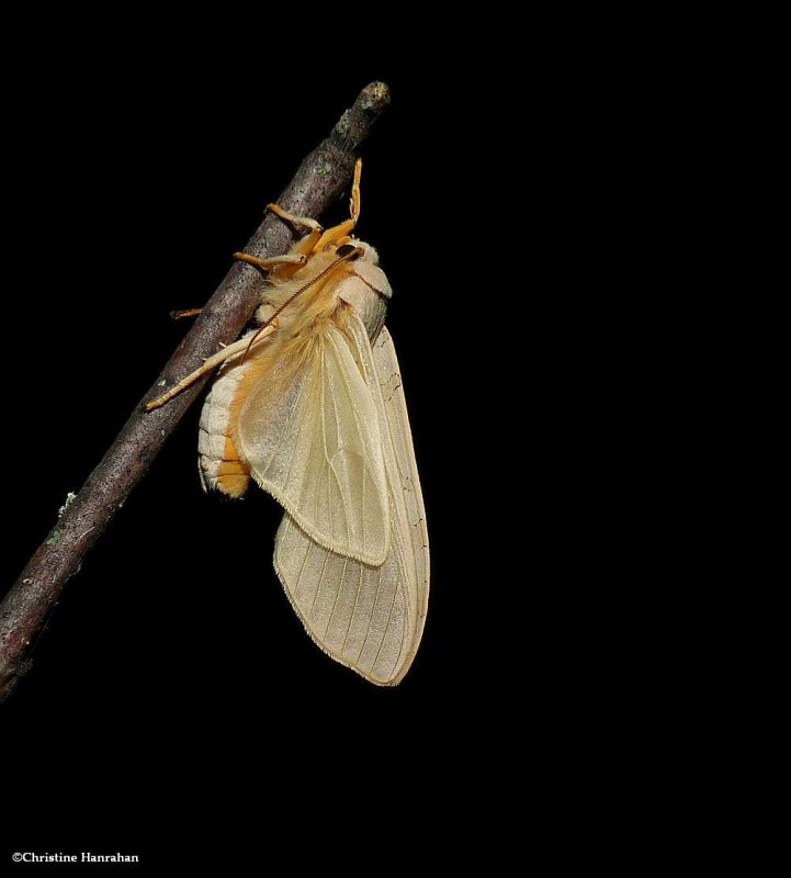 Banded tussock moth (Halysidota tessellaris), #8203