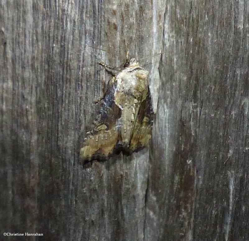 Double-lobed moth  (Lateroligia ophiogramma), #9385.1