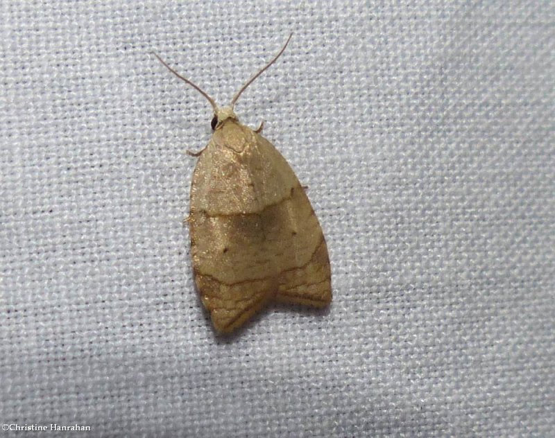 The batman moth  (Coelostathma discopunctana), #3747 