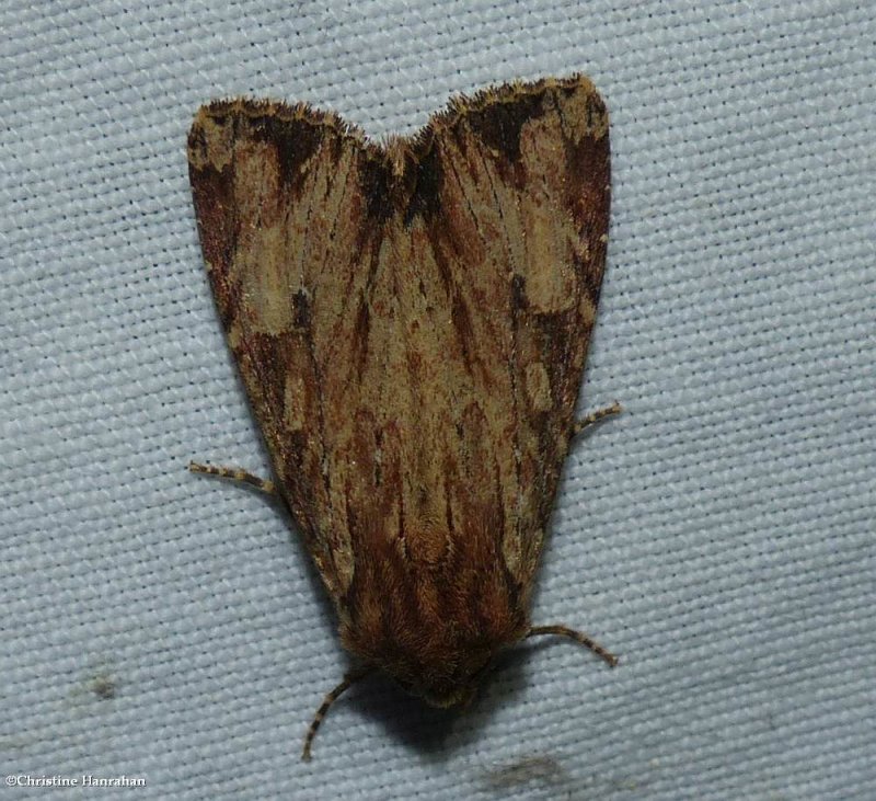 Wood-colored apamea moth  (Apamea lignicolora), #9333