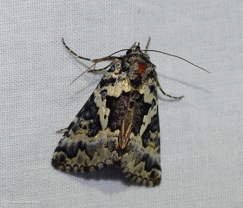 Salt and pepper looper moth  (Syngrapha rectangula), #8942