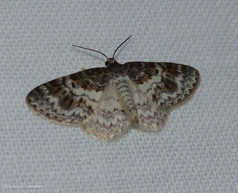 Unadorned carpet moth (Hydrelia inornata), #7422