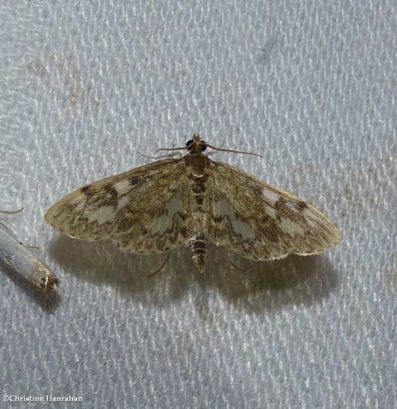 Guenée's Pearl moth (Anania tertialis), #4953