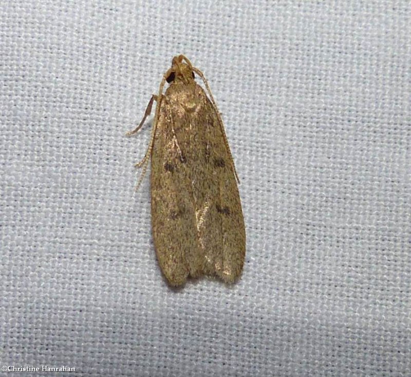 Twirler moth (Glyphidocera septentrionella), #1142