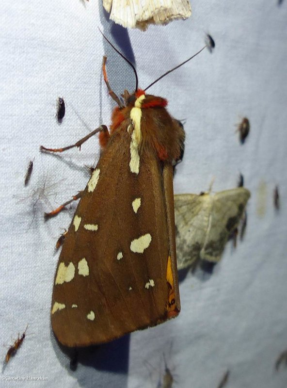 St. Lawrence tiger moth  (Arctia parthenos), #8162