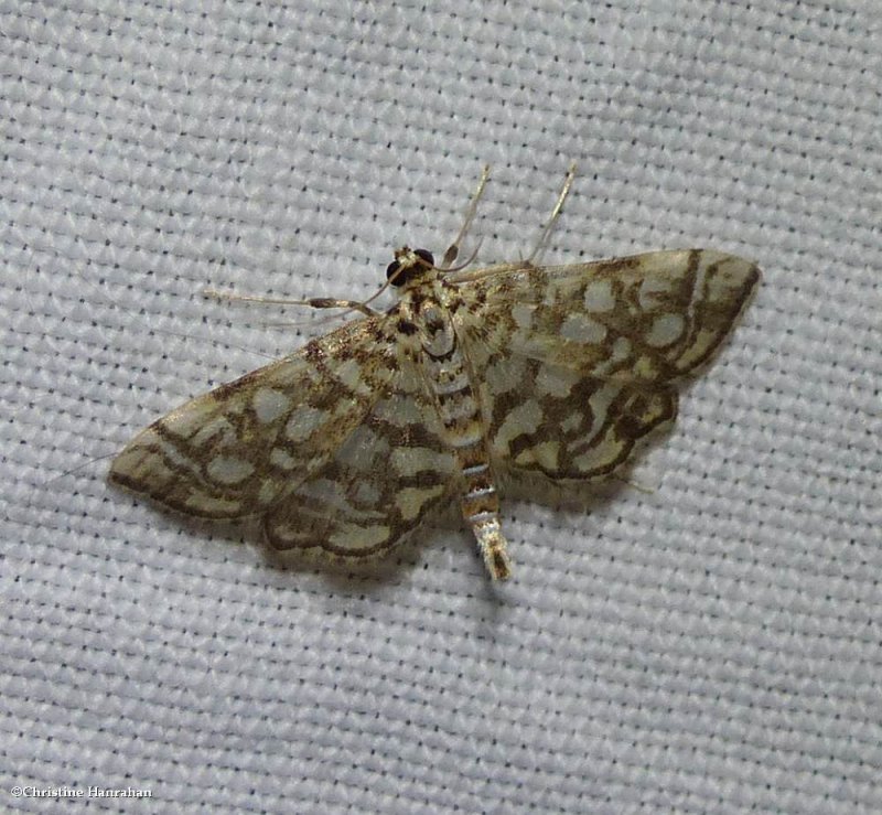 Bog lygropia moth  (Lygropia rivulalis), #5250